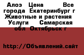 Алоэ › Цена ­ 150 - Все города, Екатеринбург г. Животные и растения » Услуги   . Самарская обл.,Октябрьск г.